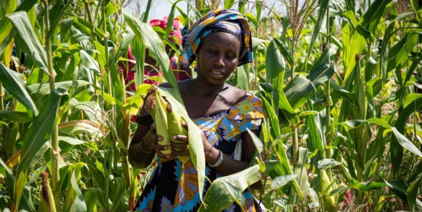 16 Profitable Agribusiness Opportunities in Tanzania
