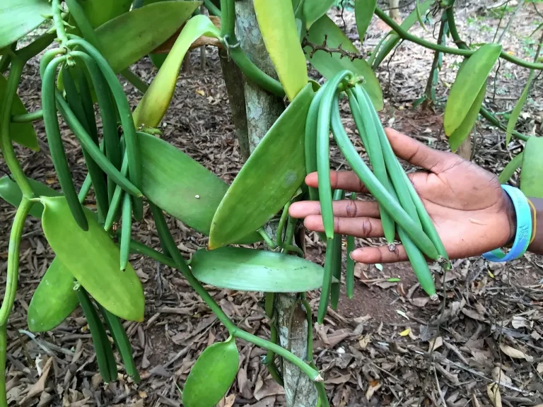 Tanzania’s Vanilla Potential: From Niche Crop to Global Opportunity
