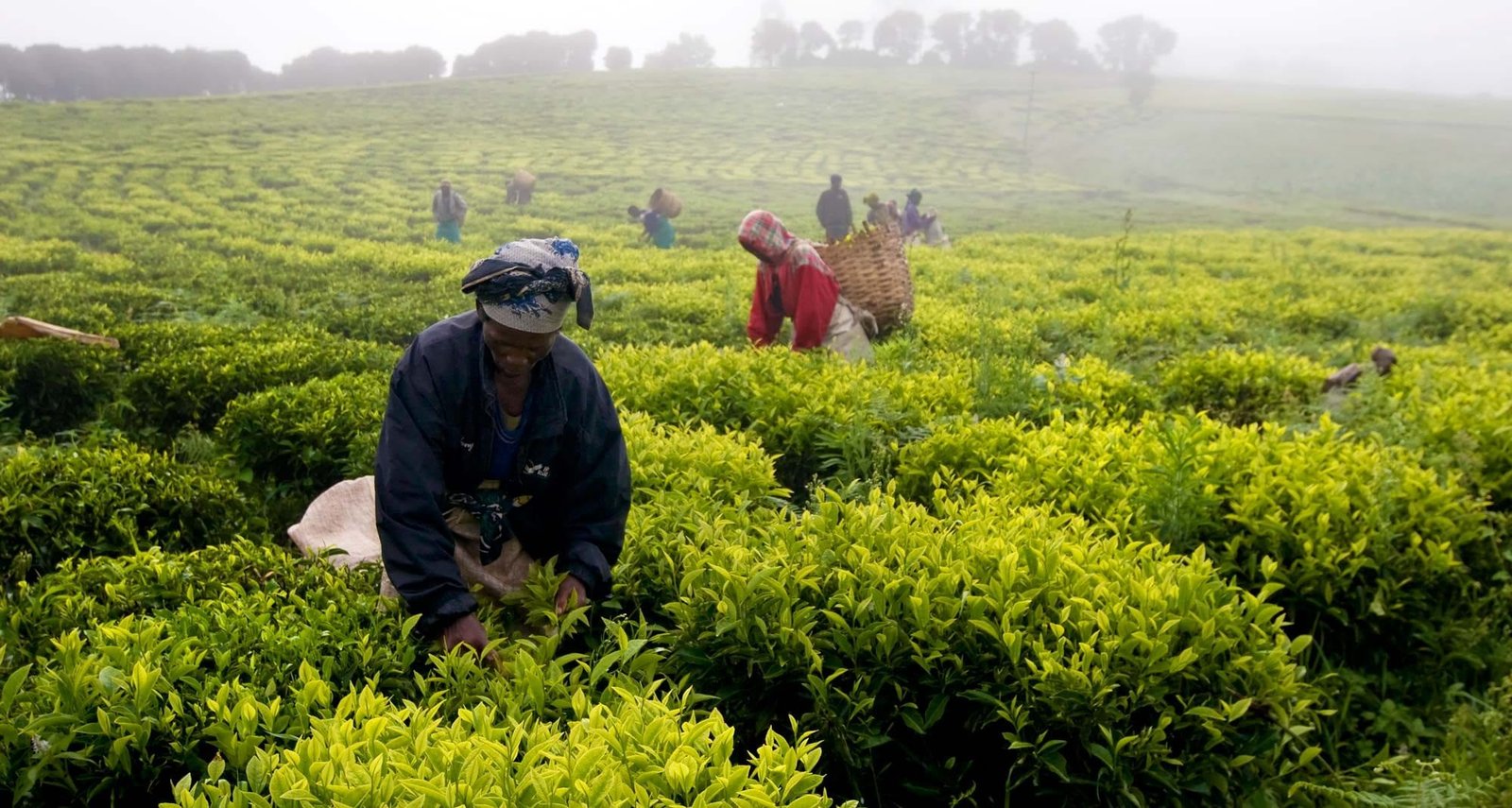 Mining, M&A, and the New Capital Flows: How Big Deals Are Redrawing Tanzania’s Investment Map